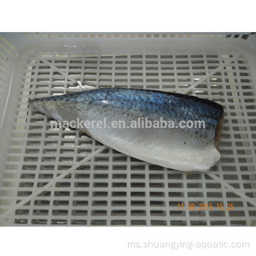 Ketibaan baru Fillet Mackerel Ikan untuk Borong